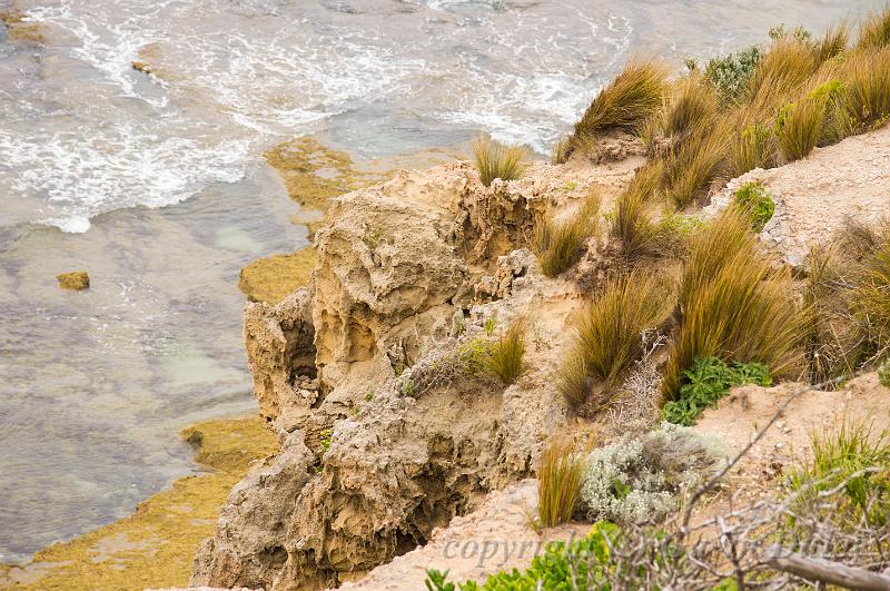 Clifftops, Barwon Heads IMGP4453.jpg